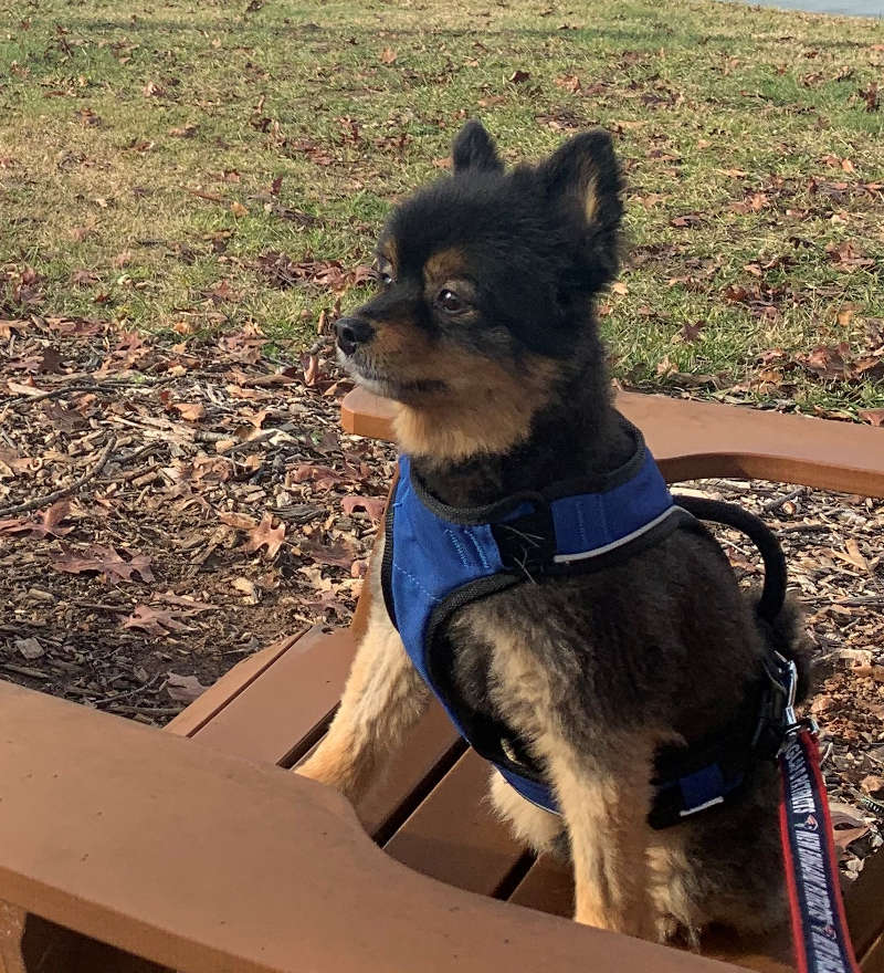 Bentley Head of Security